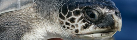 juvenile olive ridley