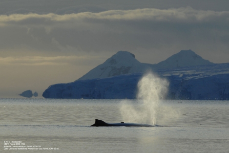A tagged humpback whale surfaces in Antarctica.