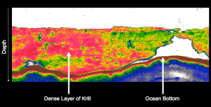 An example of a large krill aggregation, courtesy of Dr. Meng Zhou, University of Massachusetts.
