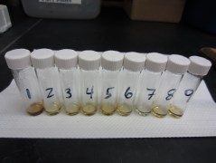 For each 'Batch 1' turtle skin sample, these are the isolated amino acids in chloroform, ready for analysis of stable nitrogen of individual amino acids!