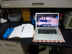 Necessary lab equipment: gloves, lab notebook, water bottle, laptop, and live stream of college basketball championships