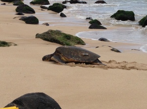 HiwaHiwa is an adult female green sea turtle that frequently basks on the beach in Laniakea.