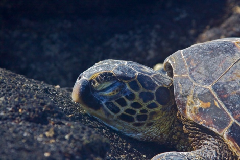 A juvenile green sea turtle basking on the coast of Kona, Hawaii.