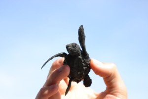 This tortuguita invites you to help protect sea turtles!