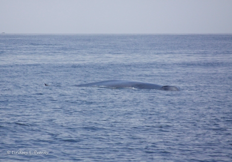 Endangered blue whale surfaces inside the Monterey Bay National Marine Sanctuary.