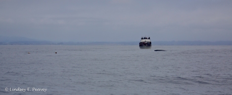Three whale watching vessels, the "Pt Sur Clipper," "High Spirit," and "Ranger" helped keep an eye on the entangled humpback until the NMFS disentanglement team arrived.