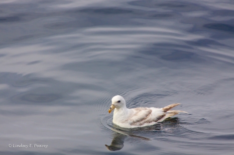 This light-morph Northern fulmar was hanging out in the lee during our blue whale sighting. 
