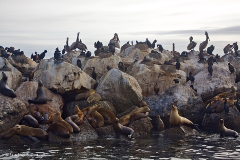 There were so many sea lions they couldn't all fit on the rock wall, so hundreds were rafting together nearby.