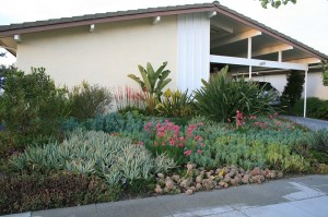 An Alameda, CA home landscaped with low water use succulents that are easy to maintain. Photo and abbreviated caption by Feix Landscape Design via Creative Commons.