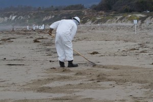 Trained oil spill responders literally combing Coal Oil Point Reserve to clean spilled oil. Coal Oil Point Reserve at UC Santa Barbara is protected nesting habitat for Western Snowy Plovers (http://coaloilpoint.ucnrs.org/SnowyPloverProgram.html). Photo taken on May 26, 2015 by Callie Bowdish, all rights reserved.