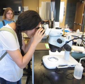Carolina looking at fish larvae in the Fish and Marine Invertebrate Lab at UCSB. (June 13, 2015)