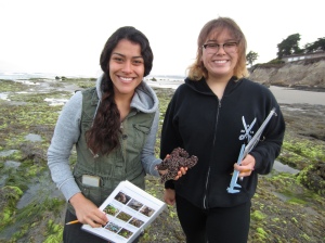 Carolina Espinoza (left) and Vanessa Esguerra (right) measure a sea star (Pisaster ochraceus) at first light during low tide intertidal monitoring at Coal Oil Point Natural Reserve.